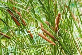 Typha angustifolia